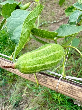 Pointed gourd
