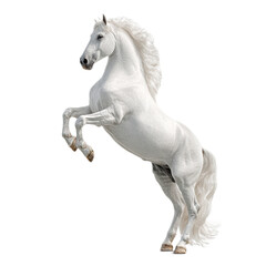 Fototapeta premium White Horse Rearing Jumping in Studio with Bright Lighting