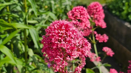 Sweden. Valeriana rubra, the red valerian, spur valerian, kiss-me-quick, fox's brush, devil's beard or Jupiter's beard, is a popular garden plant grown for its ornamental flowers. 
