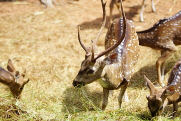antelopes is eating at the zoo.