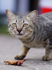 A stray cat is eating food, looking pitiful.           