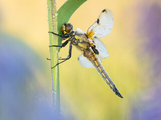 Beautiful nature scene with Four spotted Chaser (Libellula quadrimaculata). Macro shot of Four spotted Chaser (Libellula quadrimaculata) on the flower.