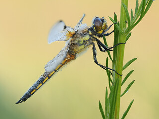 Beautiful nature scene with Four spotted Chaser (Libellula quadrimaculata). Macro shot of Four spotted Chaser (Libellula quadrimaculata) on the flower.