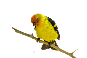 Western Tanager (Piranga ludoviciana), Photo, Perched on a Transparent Isolated PNG Background