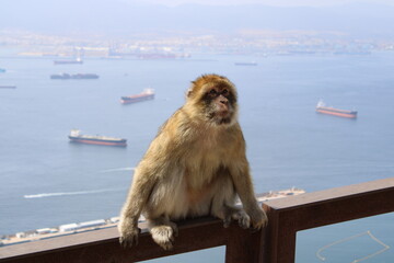 Monkey