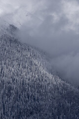 Snow-covered mountain landscape with dense evergreen trees, shrouded in mist and clouds, creating a...