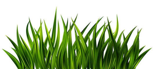 Green grass on field. Border of lawn plants. Realistic nature garden and meadow illustration. Long vegetation leaves. Summer fresh foliage