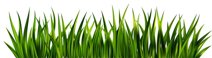 Green grass on field. Border of lawn plants. Realistic nature garden and meadow illustration. Long vegetation leaves. Summer fresh foliage