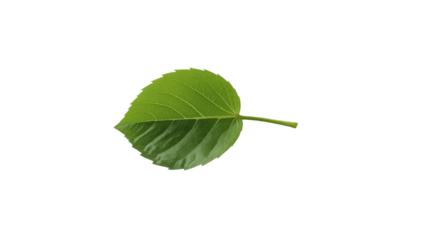 Single Vibrant Green Leaf Isolated on Transparent background