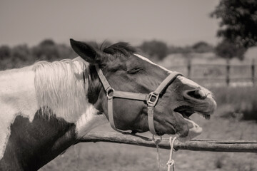 portrait of a horse black and white photography