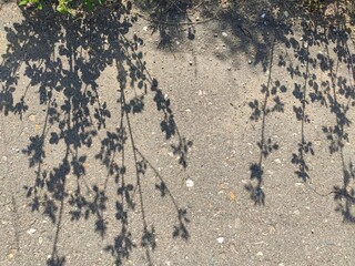 Asphalt surface with tree shadows for natural urban compositions in blogs or Earth Day promotions