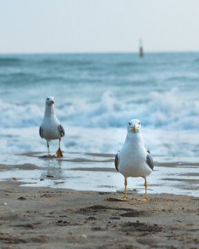 Mouette a S&egrave;te