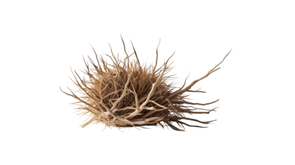 Microscopic View of a Single Cancer Cell with Spiky Filaments