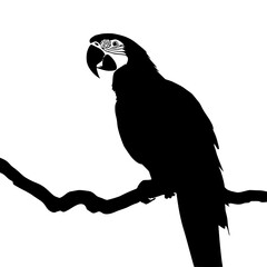Fototapeta premium a black silhouette of a parrot perched on a tree branch bird, black, branch, parrot, perch, silhouette, sit on, tree branch , Generative art.