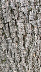 bark of a tree