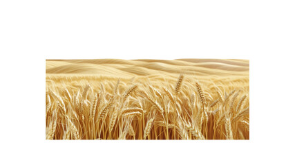Golden Wheat Field Panorama Abundant Harvest Landscape