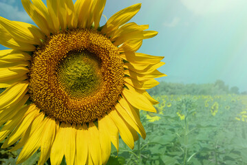 Golden Hour Sunflower Field Serenity. A vibrant sunflower bathed in the warm, golden glow of...
