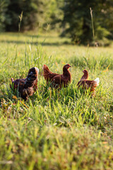 Rural Free Range Texas Chickens