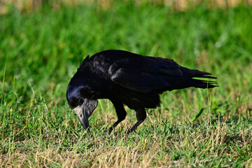 Saatkrähe // Rook (Corvus frugilegus)