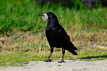 Saatkrähe // Rook (Corvus frugilegus)