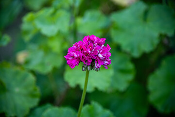 Obraz premium purple flower in the garden