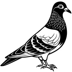 Fototapeta premium Pigeon with detailed feathering isolated on white background