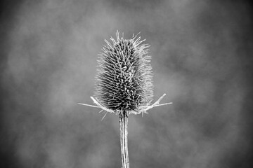 dry thistle flower