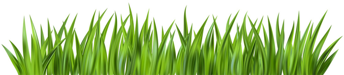 Green grass illustration. Field plants. Border with realistic garden plants. Long leaves fresh foliage. Farm land vegetation