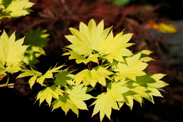 Closeup of green leaves Japanese maple in french garden