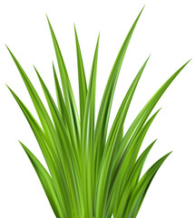 Green grass illustration. Field plants. Border with realistic garden plants. Long leaves fresh foliage. Farm land vegetation