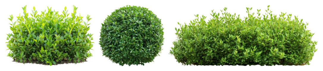 Obraz premium PNG Vibrant green decorative shrubs, element set on transparent background