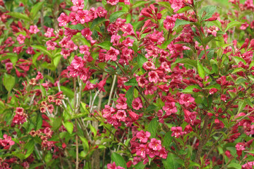  Weigela, a genus of shrubs in the Honeysuckle family                              