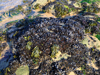 Blue mussel (Mytilus edulis) at low tide on rocks on the wild coast between Batz sur Mer and Le Croisic,