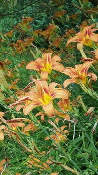 An ornamental mound of decorative flowers of fulvous daylilies Hemerocallis fulva) (with oranges petals atop arching leafless stems swaying in the wind