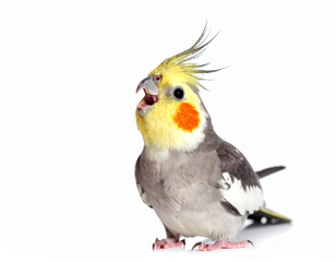 Fototapeta premium Firefly Cockatiel parrot with open beak on white background
