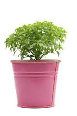 Green basil in pink pot isolated on white