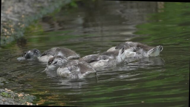 Common Shelduck duck femail (Tadorna tadorna) bird swimming with her young juvenile chicks, wildlife nature stock video footage clip 