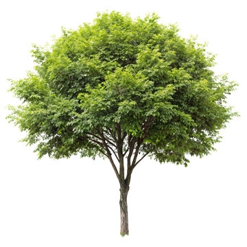 chokecherry tree png Prunus virginiana png fruiting shrub png choke cherry tree png transparent background image