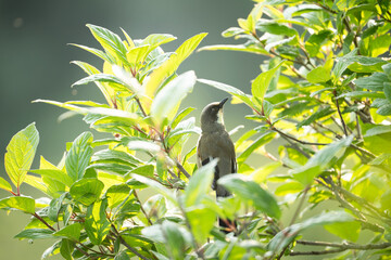 Variegated Laughingthrush Posing Elegantly Amid Mountain Forest Foliage .