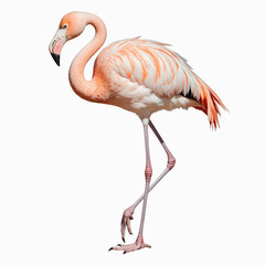 Naklejka premium Elegant Flamingo in Natural Light: A vibrant flamingo stands gracefully, its striking pink plumage illuminated by natural light, showcasing the beauty of this exquisite bird and its natural habitat.