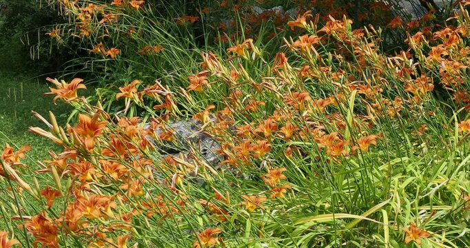 Hemerocallis fulva | Tawny daylily - Orange daylily - Tiger daylily. Mound of numerous pretty orange trumpet-shaped flowers atop tall arching stems with basal linear strap-shaped leaves
