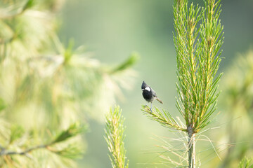 Obraz premium Rufous-naped Tit Perched Gracefully on Pine Tree Branch in Natural Habitat