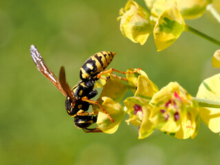Macro of wasp (Polistes gallicus) seen from profile on euphorbe flower