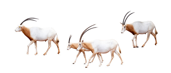 Three gemsbok antelope isolated on white background