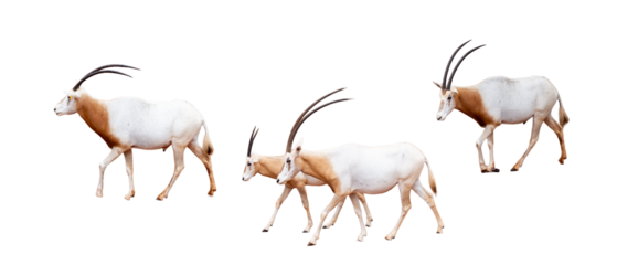 Three gemsbok antelope isolated on white background