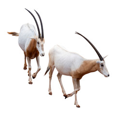Two gemsbok antelope isolated on white background