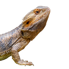 Bearded dragon isolated on white background. Agama bearded dragon.