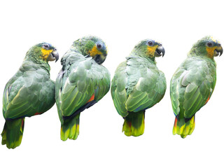 Parrots isolated on white background. Group of beautiful parrots.