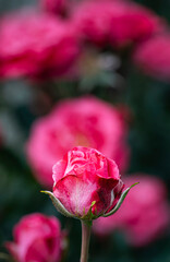 Róża francuska (Rosa gallica L.) © tom