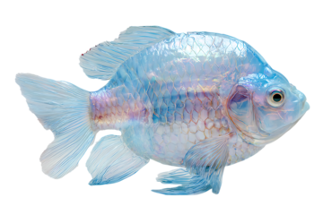 Blue translucent fish isolated on black background